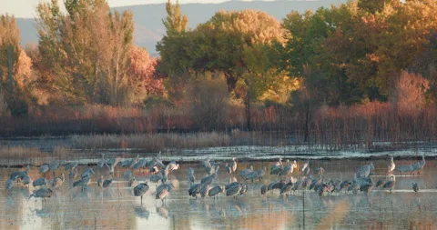 Bosque Del Apache Sandhill Cranes with Fall Colors Stock Footage 312479802