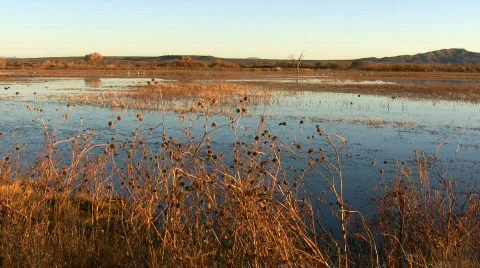 Bosque del Apache Scenic - Pan Stock Footage 77501