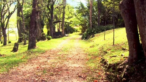 Bosque Stockbeeldmateriaal 594845