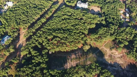Bosque, forest, woods, 4k, drone. Stock Footage 152408591