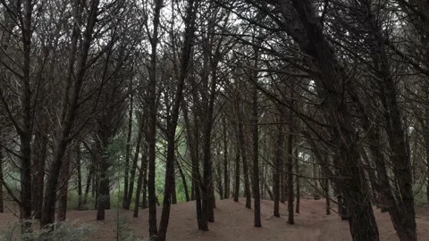 Bosque, forest, woods. Stock Footage 152412814