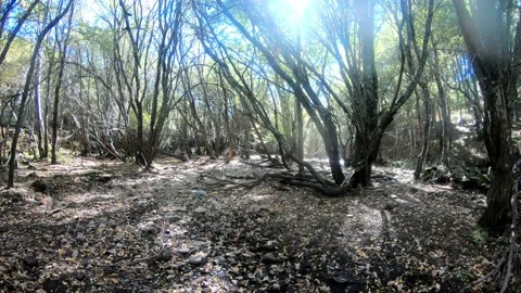 Bosque Madrid con rio Stock Footage 168872403