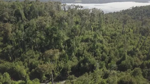 BOSQUE NATIVO 1 Stock Footage 148308033