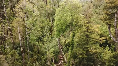 BOSQUE NATIVO 2 Stock Footage 148308071
