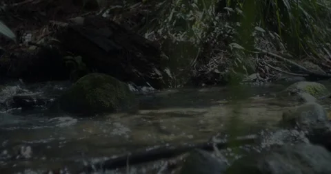 Bosque Pino 1 스톡 동영상 242049232