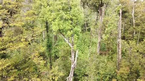 BOSQUE RETROEXCAVADORA 3 Stock Footage 148308282