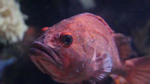 Boss Fish Stock Footage 75020851