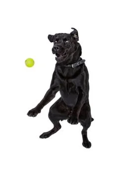 Boss, I catch!!! Stock Photos