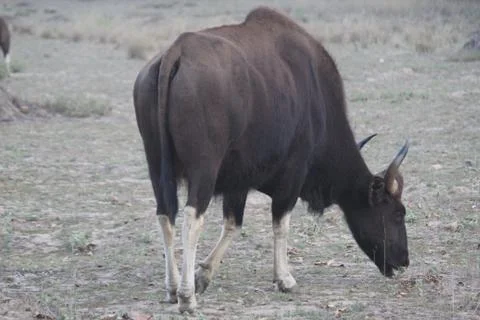 The boss Stock Photos