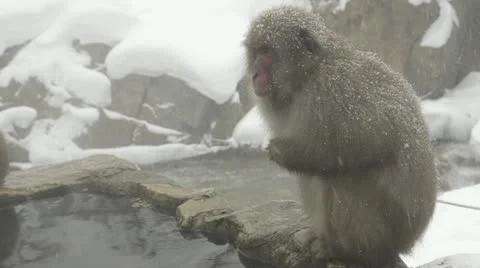 Boss snow monkey sitting in the cold, Jigokudani, Nagano, Japan. 動画素材 11361941