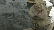 Boss Snow Monkey Sitting In The Cold, Jigokudani, Nagano, Japan. Stock Footage