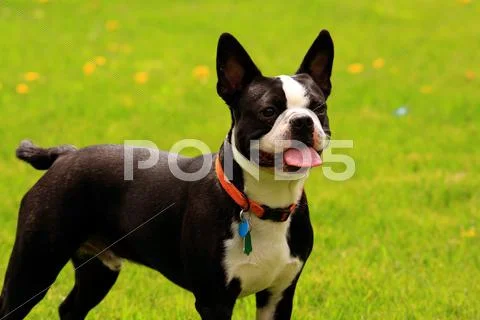 Bosto terrier Stock Photos