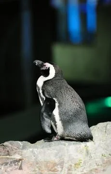 Boston aquarium Stock-Fotos