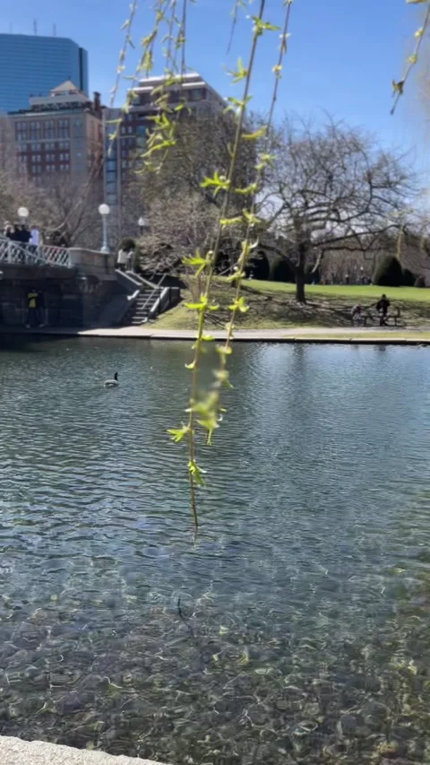 Boston Common Stock Footage 243227169