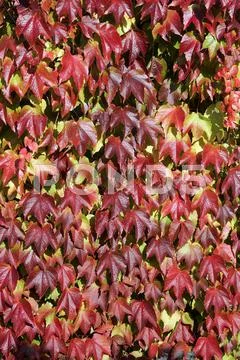 Photograph: Boston ivy - japanese creeper - japanese ivy ...