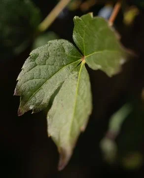 Boston ivy leaf 写真素材