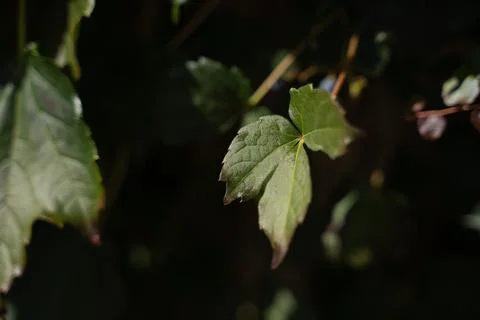 Boston ivy leaf 写真素材