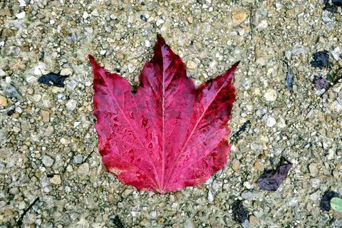 Boston Ivy Leaf. Stock Photos