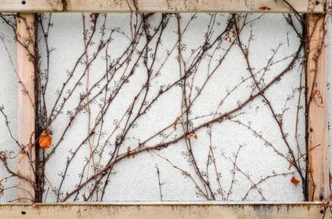 Boston ivy Stock Photos