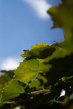 Boston ivy 写真素材