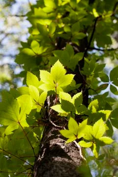 Boston ivy - tree trunk Stock Photos