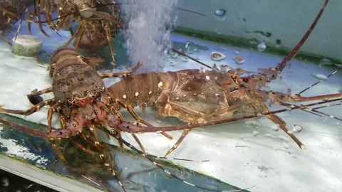 Boston lobster Stock Footage 290306390