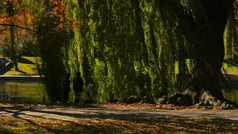 BOSTON PUBLIC GARDEN IN THE FALL Video stock 178692972