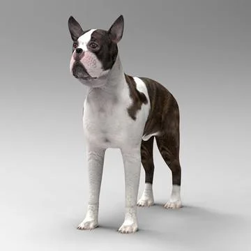 Boston terrier 3D Model