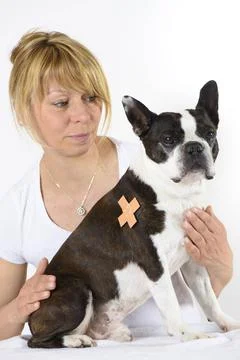Boston Terrier beim Tierazt mit Wundverband Boston Terrier beim Tierarzt i... Stock Photos