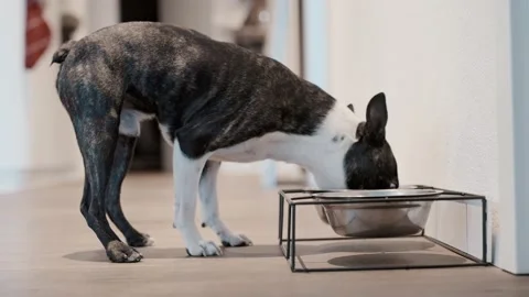 A Boston terrier devouring his food from his cup. The dog quickly eats the Stock Footage 223282498