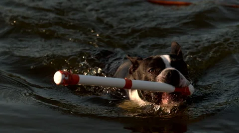 do boston terriers like to swim