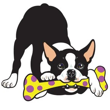 Boston terrier Stock Illustration