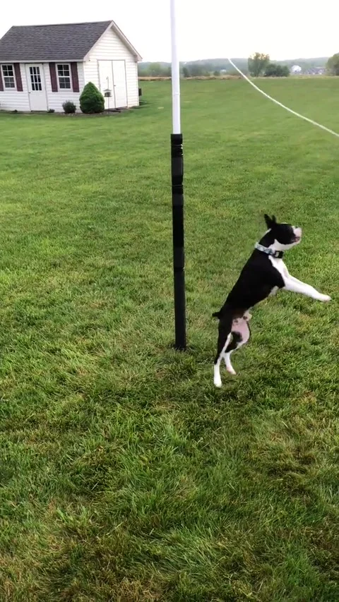 Boston Terrier Loves Playing Tetherball, New Oxford, Pennsylvania, USA - 01 May  Stock Footage 317459270