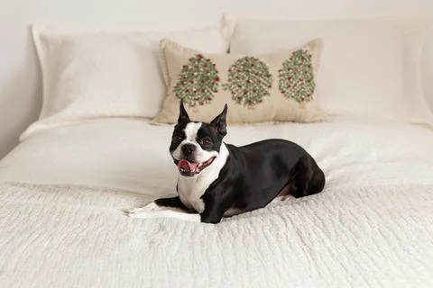 Boston Terrier lying down on bed with mouth open Stock Photos