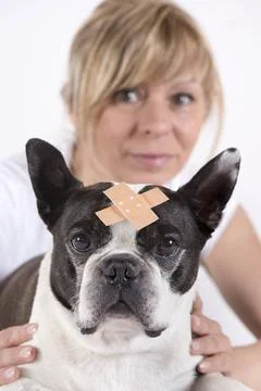 Boston Terrier mit Wundverband beim Tierarzt Boston Terrier mit Wundverban... Stock Photos