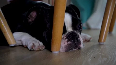 Boston Terrier Opens Eyes Enbetween Chairs On The Floor 库存影片 158434318
