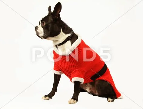 Boston terrier Stock Photos