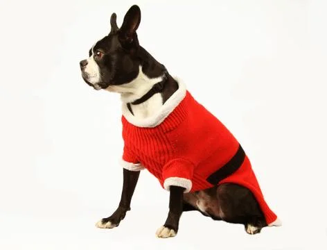 Boston terrier Foto stock