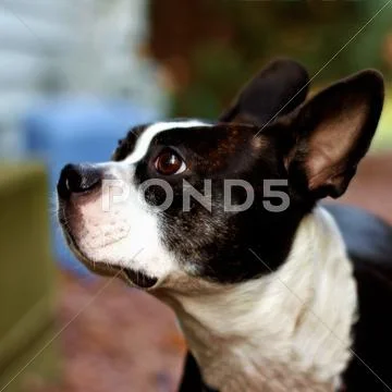Boston terrier Stock Photos