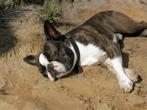 Boston terrier Foto stock