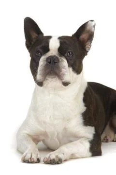 Boston terrier Stock Photos
