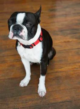 Boston Terrier Stock Photos