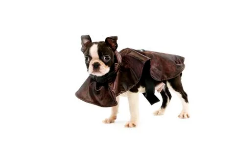 BOSTON TERRIER Stock Photos