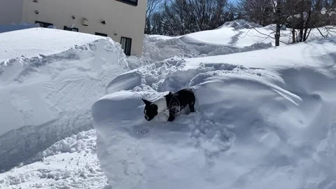 Boston terrier playing in the snow Stock-Footage 259465498