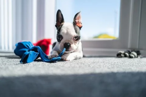 Boston Terrier puppy dog with a distinctive shape of ears lying on the floor Stock Photos