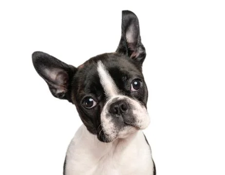 Boston terrier puppy isolated on white for copy space use Stock Photos