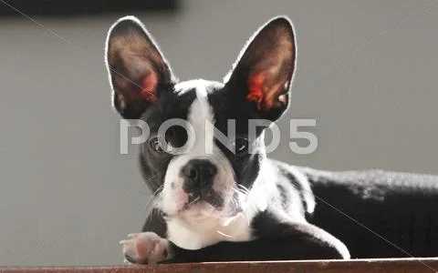 Boston terrier puppy Stock Photos