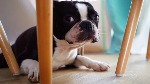 Boston Terrier Resting Under Table Next to Chairs 库存影片 158209209