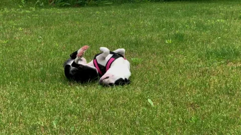 Boston Terrier Rolling in the Grass Stock Footage 252149289