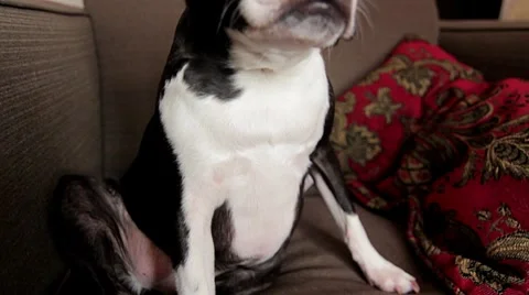 Boston Terrier sitting in chair Stock Footage